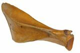 Pleistocene Aged Fossil Bison Scapula Bone - Kansas #152247-2